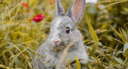 ¿Te gustan los conejos? Toma en cuenta cuáles son los cuidados básicos para tener un conejo