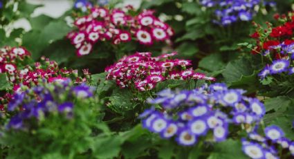 ¿Calor? La planta con flores que controla la temperatura y que es perfecta para refrescar tu casa