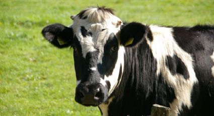 La razón por la que debes usar leche como abono orgánico para plantas y cultivos