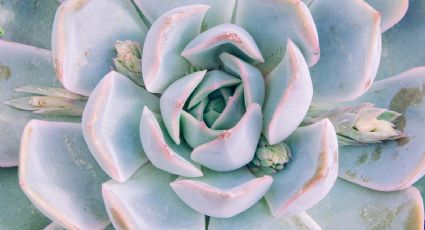 ¿Cómo hacer que la suculenta echeveria cambie de color? Esta es la guía completa de cuidados en casa