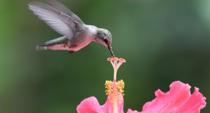 3 plantas trepadoras con flores que son ideales para atraer colibríes