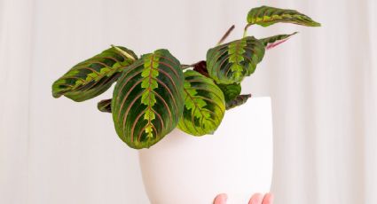 Conoce los cuidados básicos de la planta con hojas de tres colores