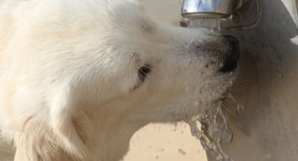 Protege a tu perro del calor ofreciéndoles 3 alimentos hidratantes