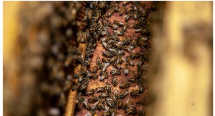 Aplica esta mezcla en la ventana y olvídate de los insectos en verano