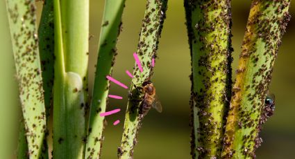 Una cucharadita de este abono casero y eliminarás las plagas de tus plantas o suculentas