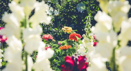 ¿Qué sembrar en verano? Estas son las flores más bonitas de la estación