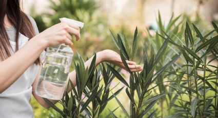 Feng Shui: Esta es la técnica correcta para limpiar las hojas de tus plantas para atraer la buena fortuna