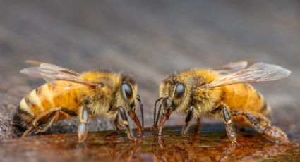 Polinizadores en tu jardín: Haz un bebedero para abejas con materiales reciclados