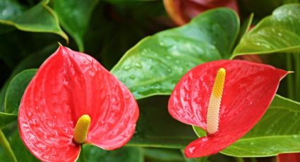 4 consejos de los floristas para que los anturios exploten de flores todo el año