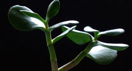 ¿Cómo eliminar los puntos blancos del árbol de jade? Usa este ingrediente para solucionarlo