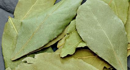 ¿Cómo secar las hojas del Laurel en el microondas? Guía fácil