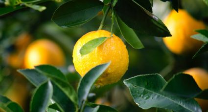 Huerto casero: Los mejores consejos para cultivar limoneros en maceta fácilmente