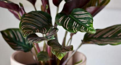 Recupera tu planta de interior calathea usando una botella de plástico