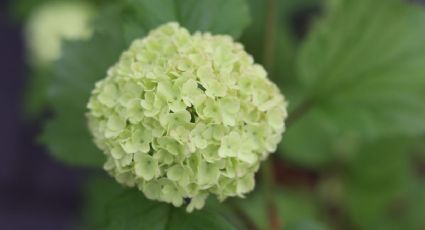 ¿Cómo potencializar el color de las hortensias? Consejos para tener flores hermosas