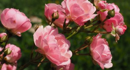 ¿Cómo cuidar los rosales? Guía básica para tener una floración hermosa en este verano