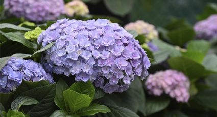 Un chorrito de este abono orgánico con un ingrediente y tus hortensias explotarán de flores