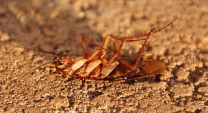 ¿Cómo eliminar las cucarachas de la cocina? Así puedes limpiar el piso para eliminar estos insectos