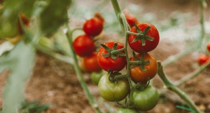 3 árboles frutales de crecimiento rápido y en maceta que no deben faltar en tu casa