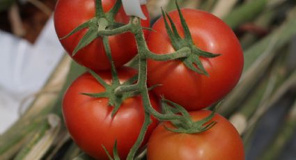 Aplica este abono casero y tu planta de tomate cherry explotará de deliciosos frutos