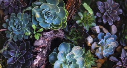 Prueba esta infusión en tus suculentas y nunca querrás usar otro método para que exploten de flores