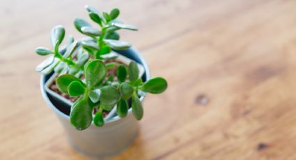 Esta es la ubicación perfecta para colocar el árbol de jade en tu oficina para atraer la buena fortuna