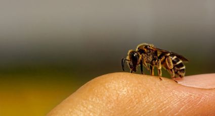 ¿Te pico una abeja? Te explicamos cómo sacar el aguijón rápidamente