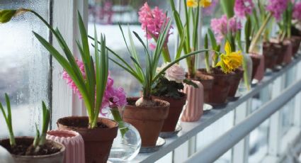 Estas son las mejores plantas de interior que puedes cultivar en agua dentro de tu casa