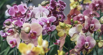 Este abono orgánico de 2 ingredientes explotará de flores tus orquídeas, anturios y geranios