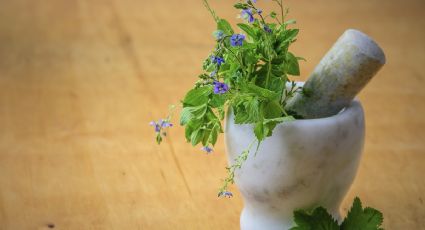 Feng Shui: Esta planta medicinal de tu cocina te ayudará a limpiar la energía para iniciar julio