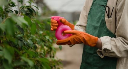 4 formas de usar el vinagre para el cuidados de las plantas de interior y huerto urbano