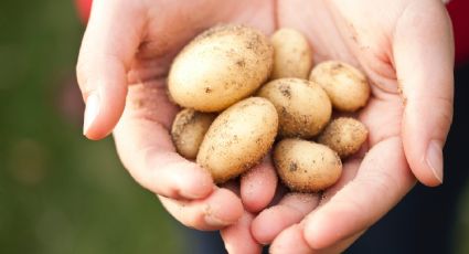 Prepara el mejor snack para compartir que no necesita de horno, ideal para una cena de amigos