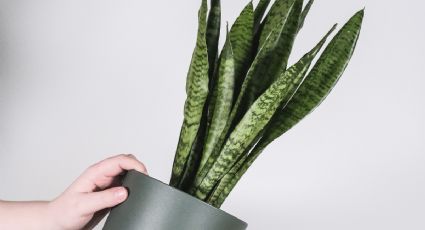 Un chorrito de este abono con 2 ingredientes y revivirás tu cuna de Moisés y sansevieria