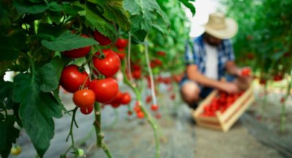 Huerto en casa: Usa este ingrediente cocina para que tus tomates sean mucho más dulces