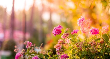 Una cucharadita de estas semillas es suficiente para que las plantas de tu jardín exploten de flores