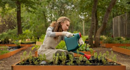 Huerto en casa: Esta es la guía definitiva para plantar jengibre en casa