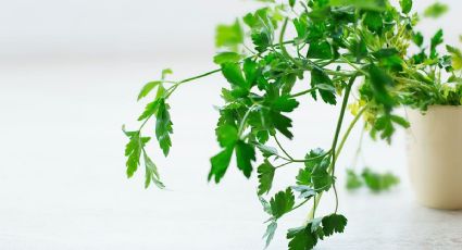 Huerto en casa: Esta es la forma más sencilla de cultivar perejil reutilizando los bidones de agua