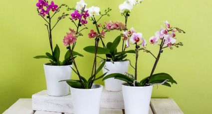 Descubre cuál es la planta que puedes usar como sustrato para orquídeas y plantas de interior