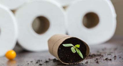 Huerto en casa: Recicla los rollos de papel higiénico para cultivar tus semillas de tomate