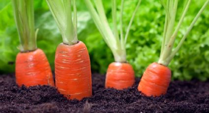 Huerto en casa: Esta es la forma más sencilla de cultivar zanahorias en casa