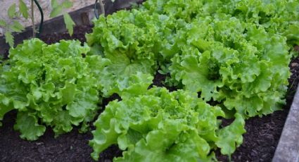 Huerto en casa: Esta es la forma más sencilla de cultivar lechugas en agua