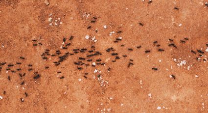 3 trucos que acabarán de manera definitiva con la plaga de hormigas en la cocina
