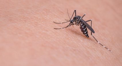 La forma más fácil de ahuyentar mosquitos en temporada de lluvias con café