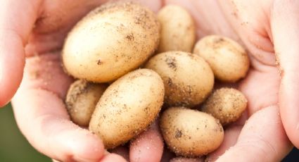 ¿Te sobraron patatas? Haz estas croquetas sin salsa bechamel en minutos