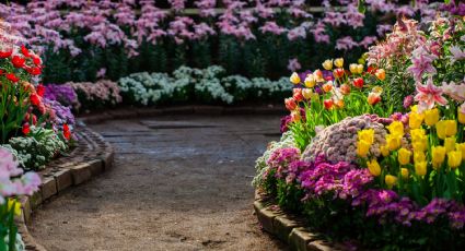 Huerto en casa: Estas plantas con flores son ideales para sembrar en el mes de junio