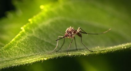 Crea tus propias velas aromáticas de citronela para ahuyentar los mosquitos sin usar químicos