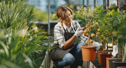 5 técnicas infalibles para que tú árbol frutal crezca RÁPIDO y siempre tenga frutos