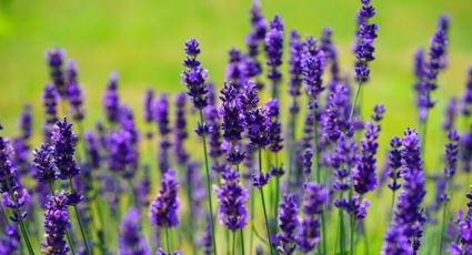 ¿Cuál es el mejor lugar para plantar lavanda?, descúbrelo aquí y disfruta de este cultivo en casa