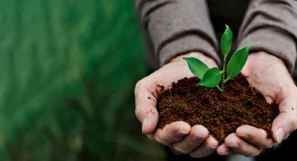 Mulching: La nueva práctica con corchos de vino para que tus plantas crezcan más fuertes y sanas