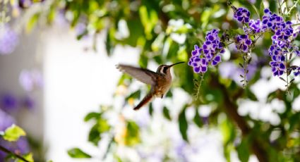 Estas son las flores moradas que no pueden faltar en tu jardín si quieres atraer colibríes