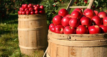 ¿Cómo germinar las semillas de las manzanas en 7 días? Tutorial para tener tu propio árbol frutal en maceta